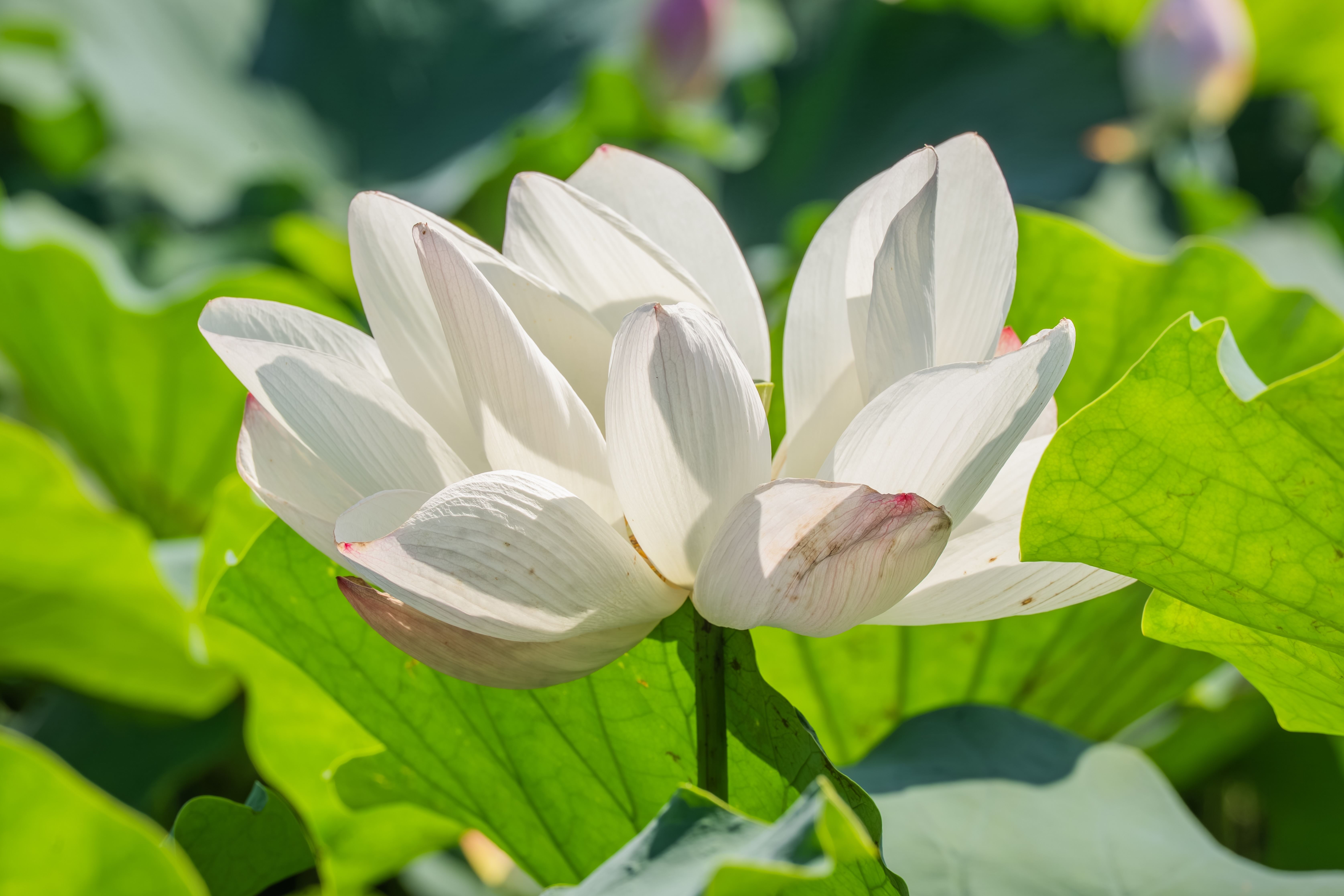 今年蓮花季自即日起至8月30日舉行，正值蓮花盛開時節
