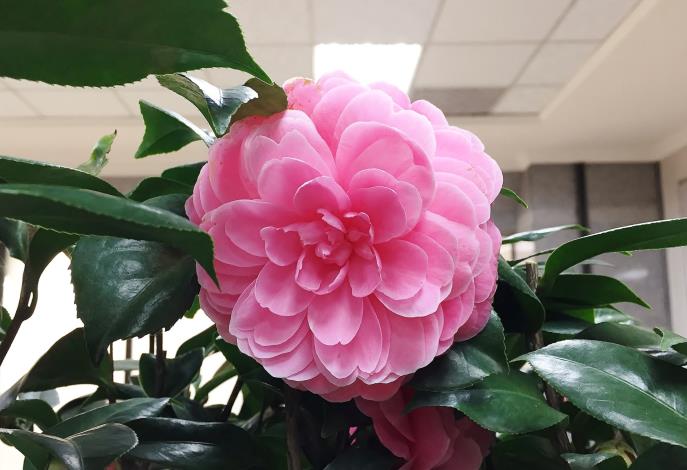 大溪茶花節記者會 鄭市長：發展茶花成為大溪品牌