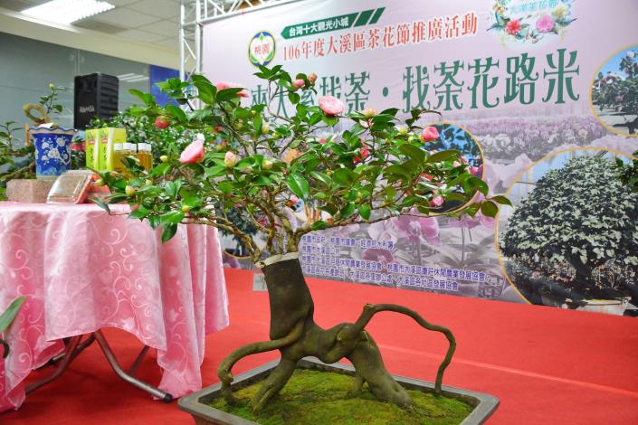 大溪茶花節記者會 鄭市長：發展茶花成為大溪品牌