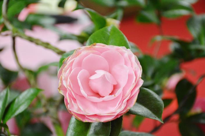 大溪茶花節記者會 鄭市長：發展茶花成為大溪品牌
