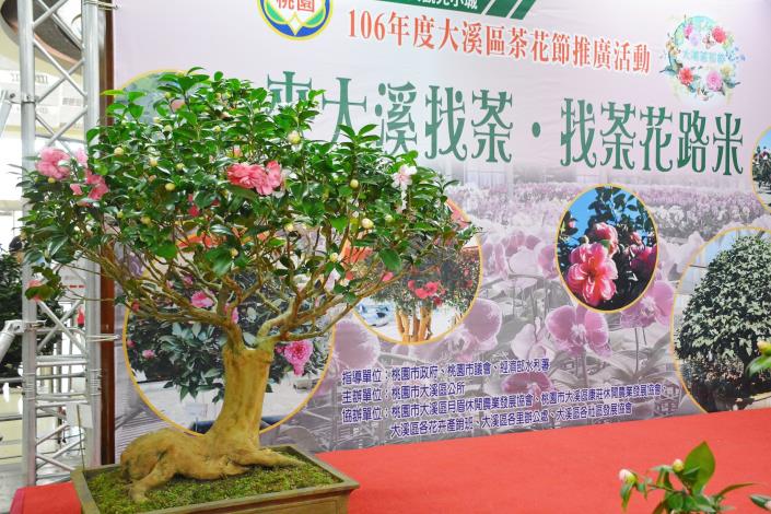 大溪茶花節記者會 鄭市長：發展茶花成為大溪品牌