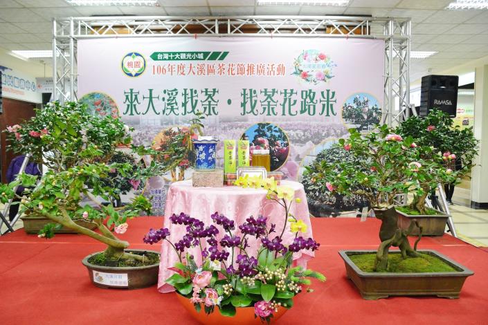 大溪茶花節記者會 鄭市長：發展茶花成為大溪品牌