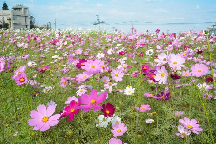 花海