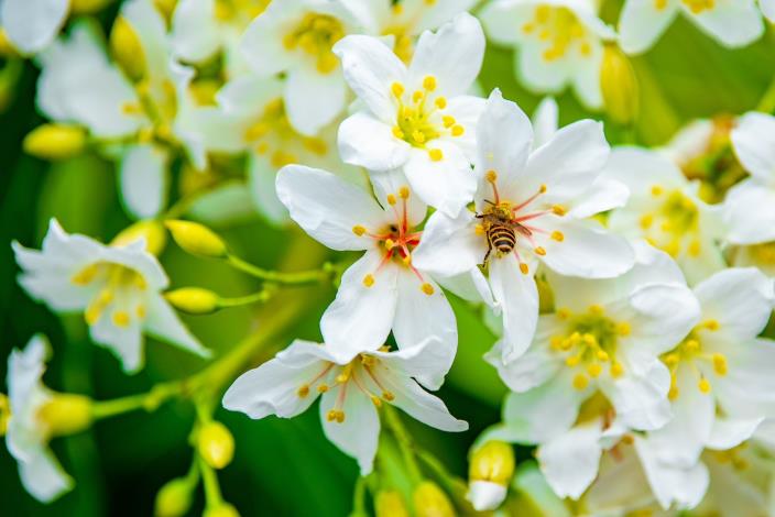 油桐花又稱為「五月雪」，是桃園的觀光資源之一