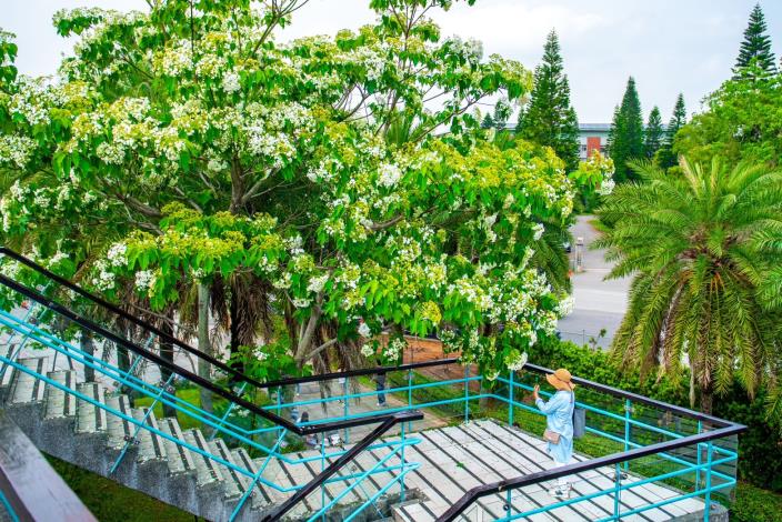 每年4、5月盛開的油桐花美不勝收，桃園許多地方都可欣賞美麗的「五月雪」