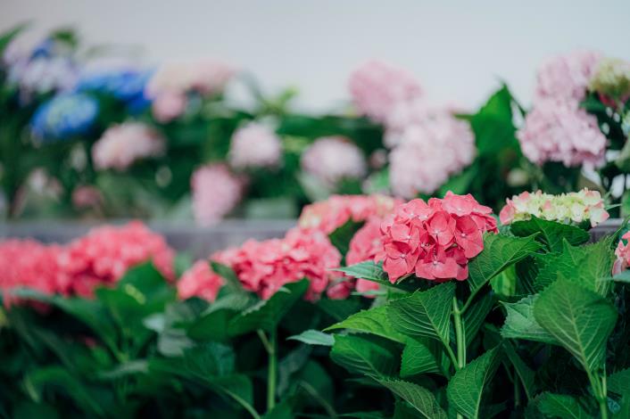 復興區是台灣「繡球花盆花」的發源地
