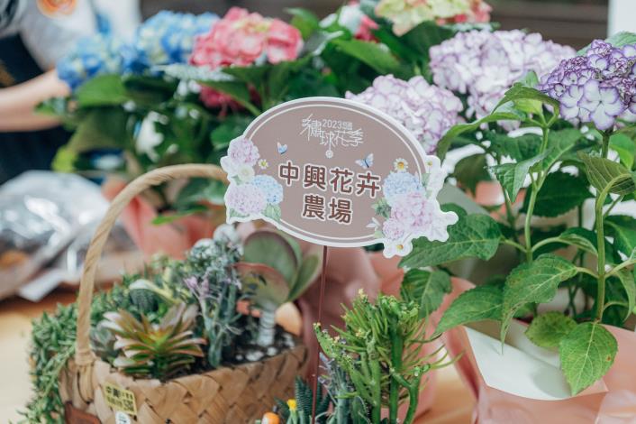 張市長今（9）日也特別提及中興花卉農場黃雄杰大哥為愛妻黃秀英女士，將繡球花引入台灣的浪漫故事