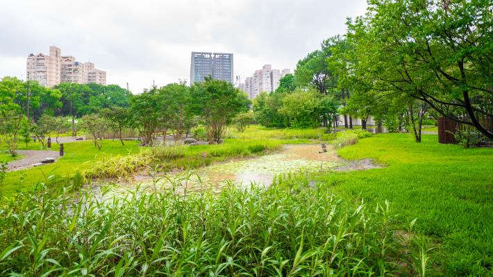 大湳森林公園保留原有的植物生態體系