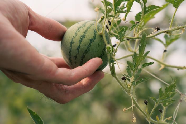 香草野園採用友善農法耕作，園區結合「採果樂」活動，邀請民眾體驗採摘小西瓜、香瓜的樂趣。