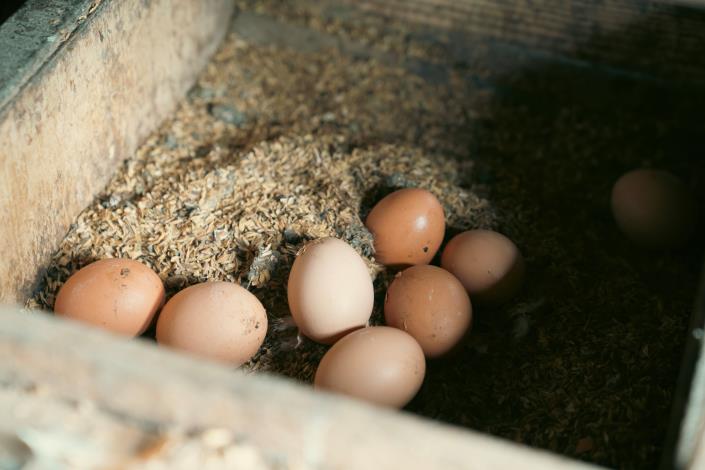 農場將次級品作物轉化為雞隻飼料，成為實踐友善循環的重要環節。