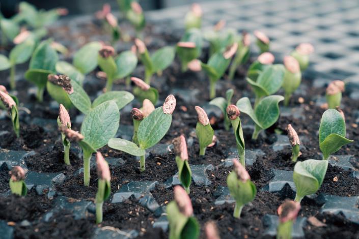 溫室裡孕育著一株株韭菜與香草，承載著無毒耕作理念的初心與堅持。
