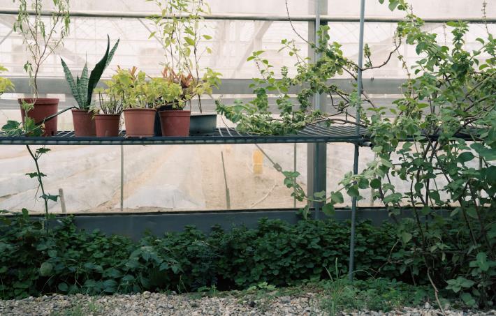 農地邊的「香草廊道」以天然方式防治害蟲，有效阻擋其入侵。