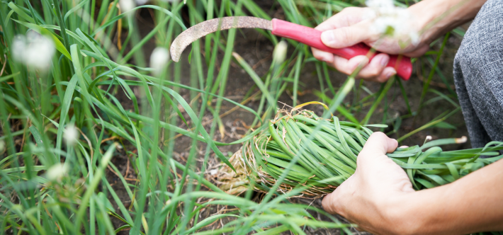 三兄弟齊⼼將⾹草野園打造成農、林、漁、牧⼀體的綜合農園，提供豐富多元的農遊體驗，其中親⼿體驗收割⾲菜，更是園區的⼀⼤特⾊。