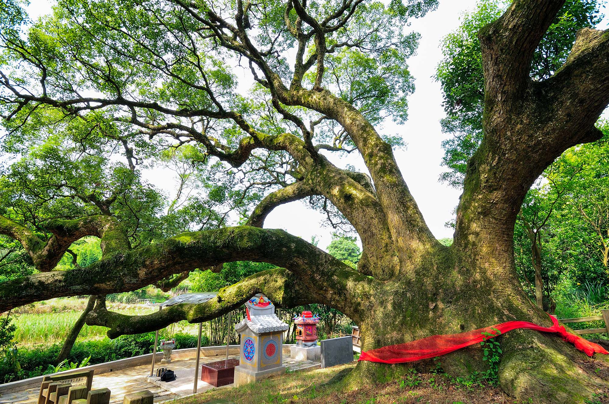 750年老樟樹