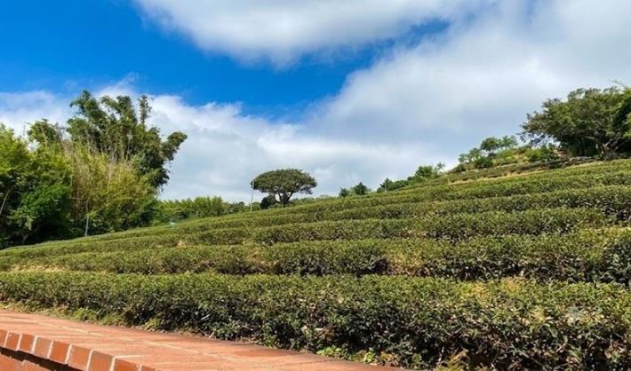 大北坑休閒農業區擂茶體驗，帶領旅客走訪茶園景致，認識客庄農遊文化。