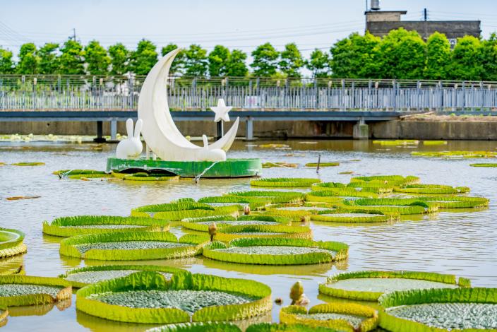 大王蓮一景