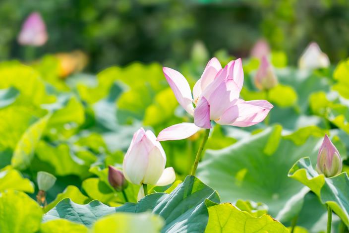 蓮花季期間隨處可見綻放的蓮花