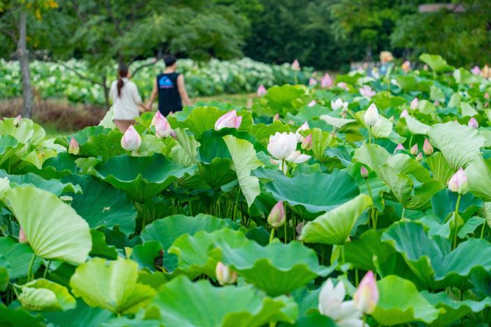 今年蓮花季以「蓮愛」為主題