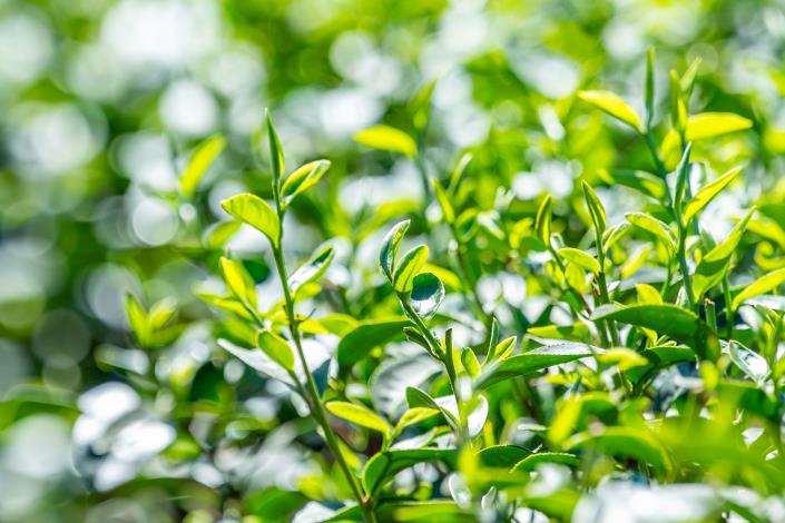 桃園從高山的復興到平地的龍潭等地區皆有茶園分布