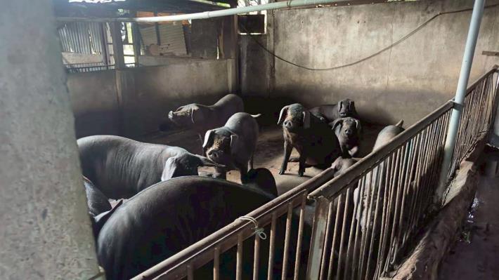 嚴防非洲豬瘟守護養豬產業