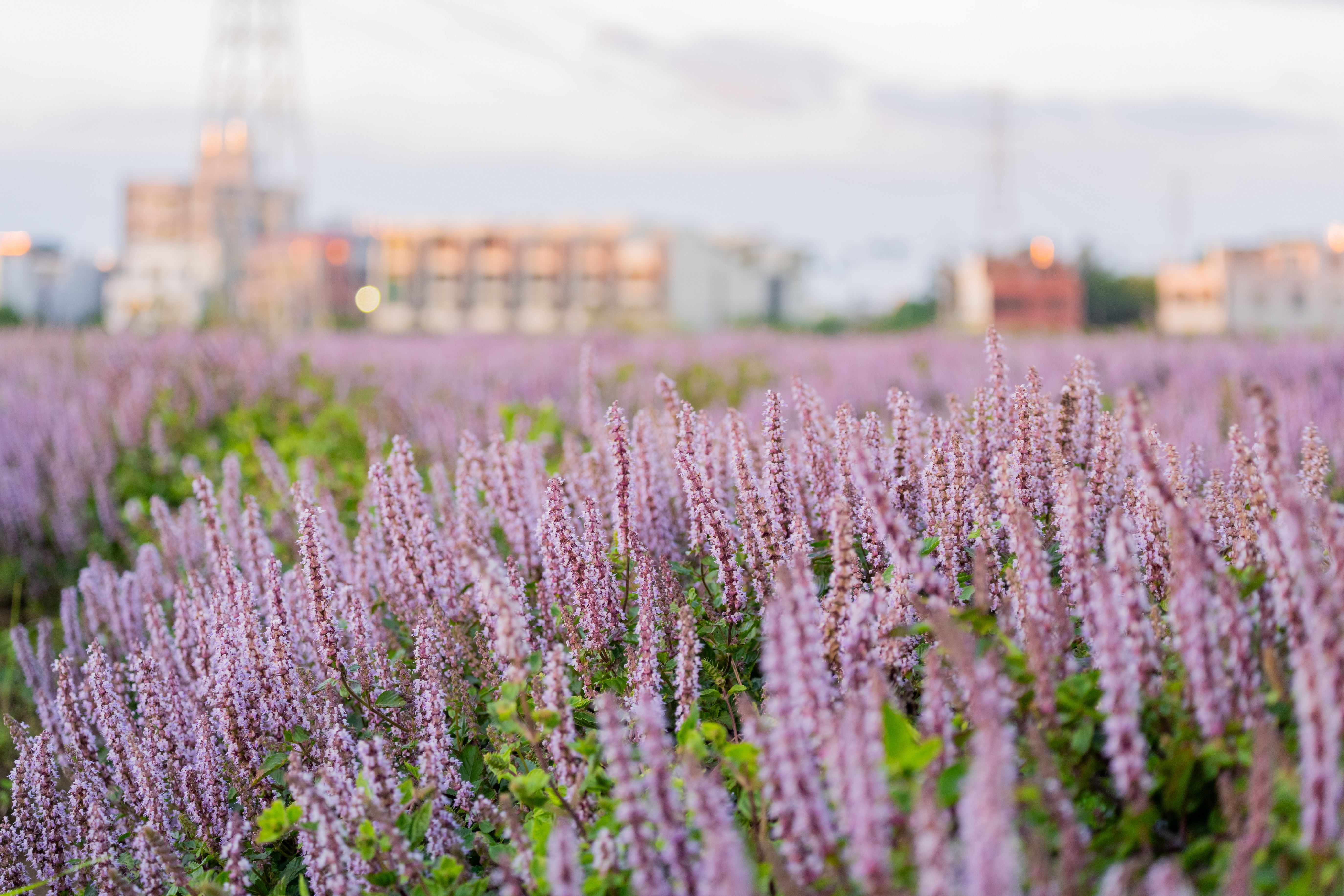 圖片來源：新聞處