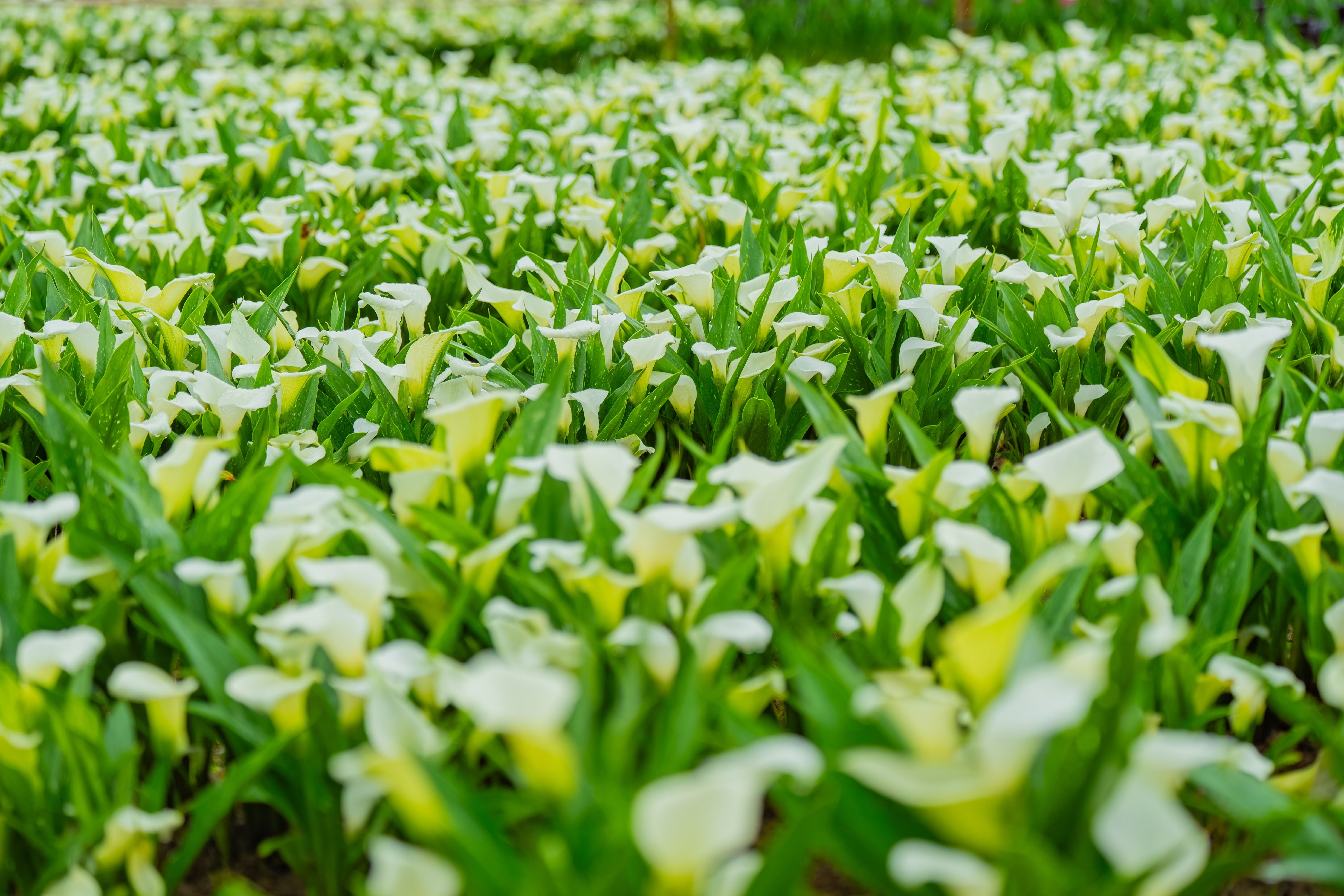 全區種植多達14品種、6萬5千株彩色海芋