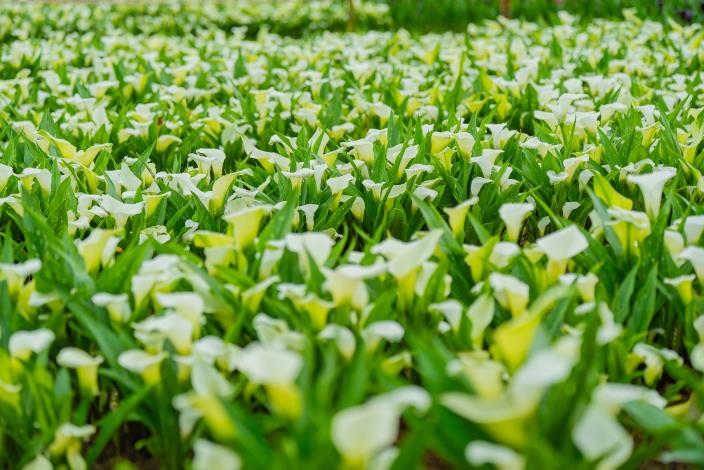 全區種植多達14品種、6萬5千株彩色海芋