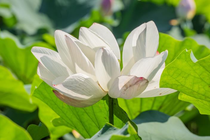 今年蓮花季自即日起至8月30日舉行，正值蓮花盛開時節