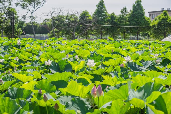 桃園蓮花季是桃園夏季重要的農業觀光品牌