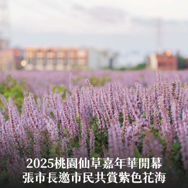 2025桃園仙草嘉年華開幕　張市長邀市民共賞紫色花海