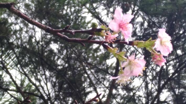 濛濛細雨中的櫻花