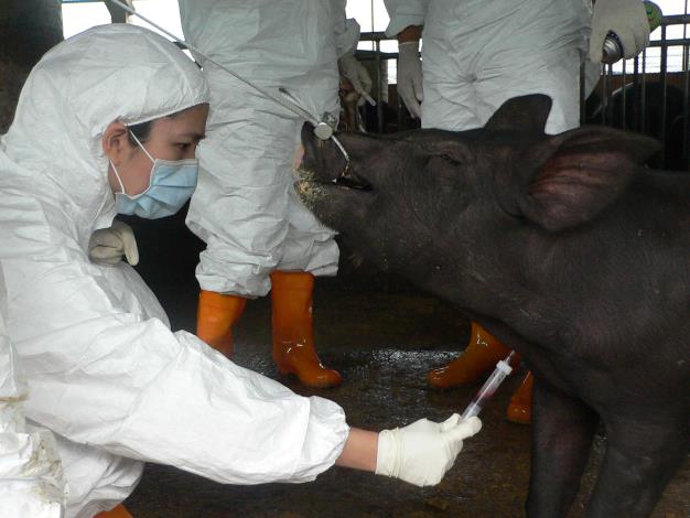 豬隻採血檢測