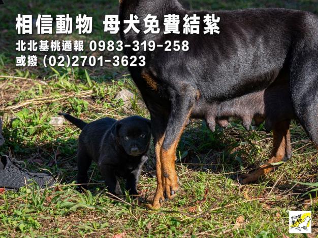電話4_通報-13