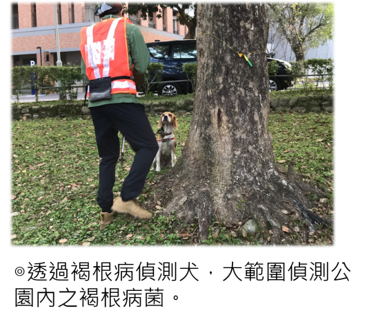 透過褐根病偵測犬，大範圍偵測公園內之褐根病菌。