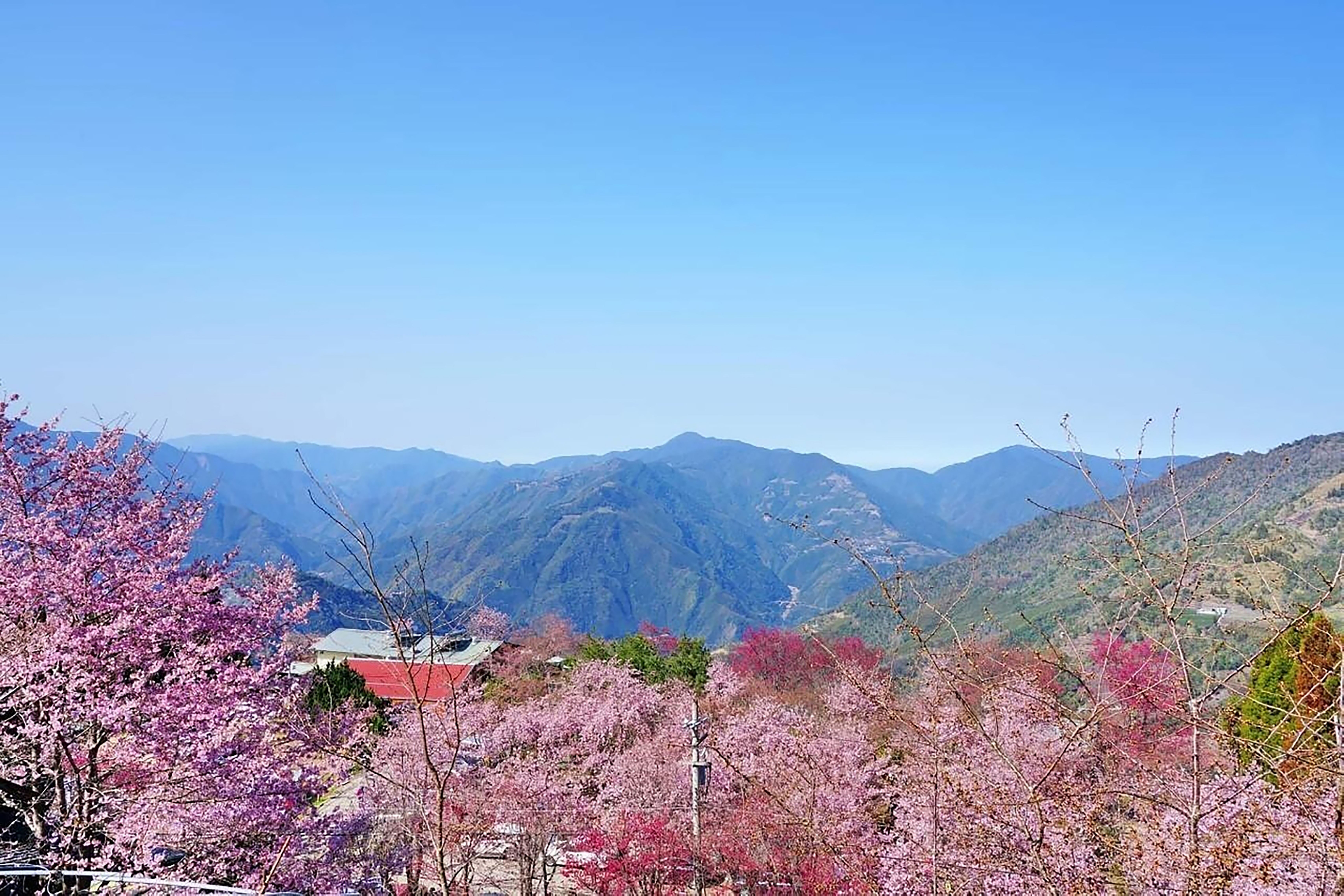 櫻花遠景