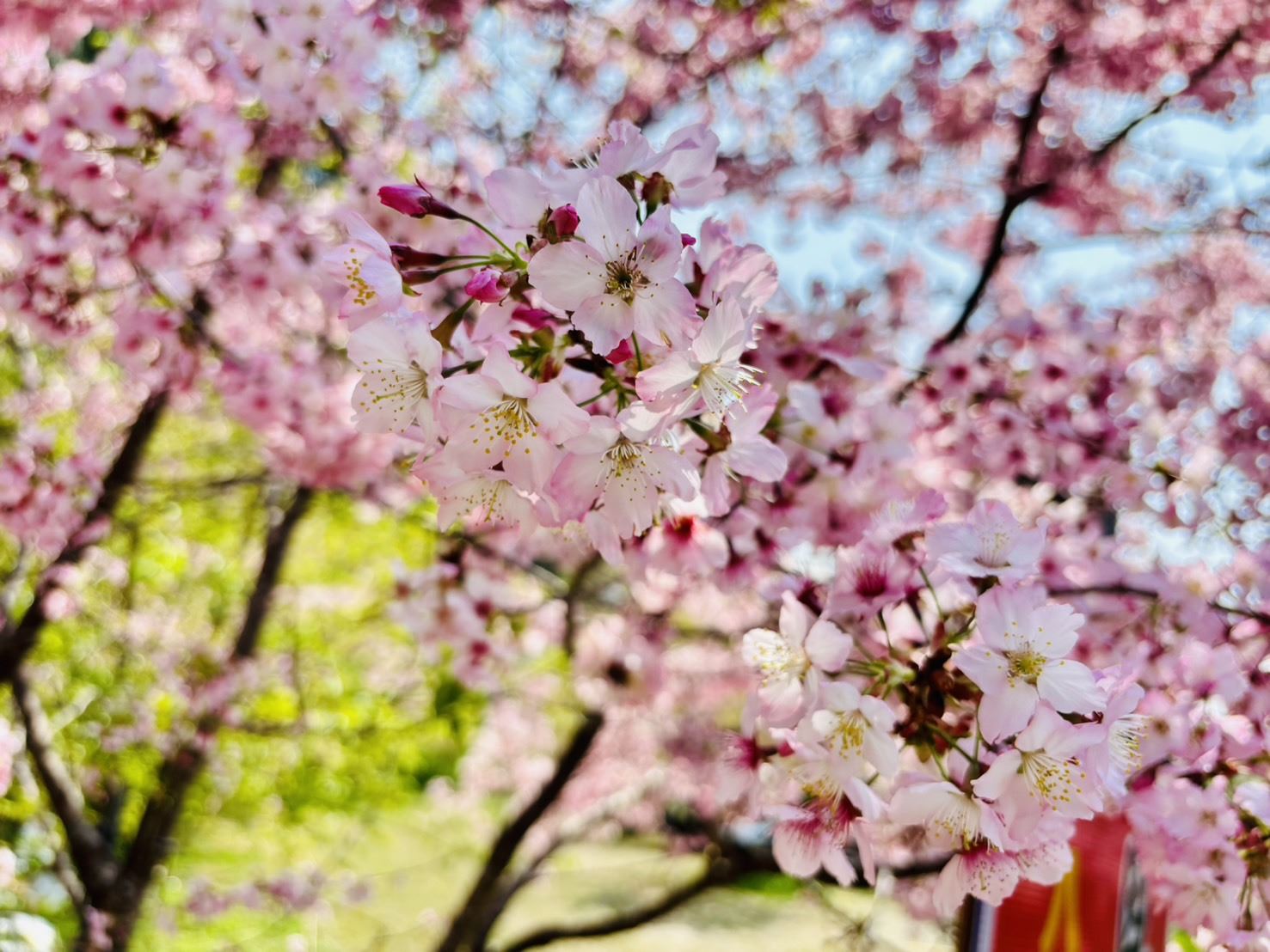 恩愛農場櫻花近照