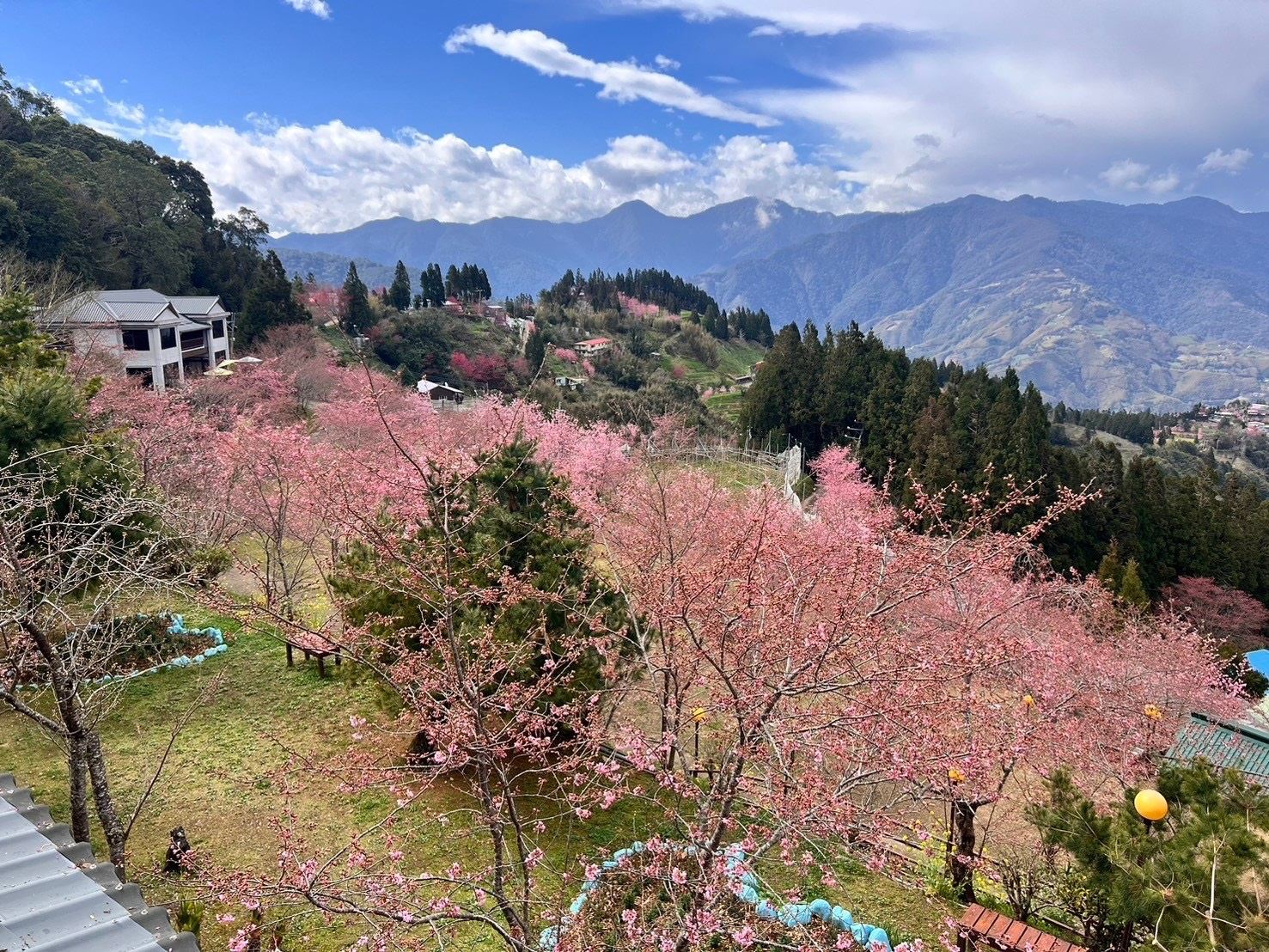 北橫櫻花照(第1張，共4張)