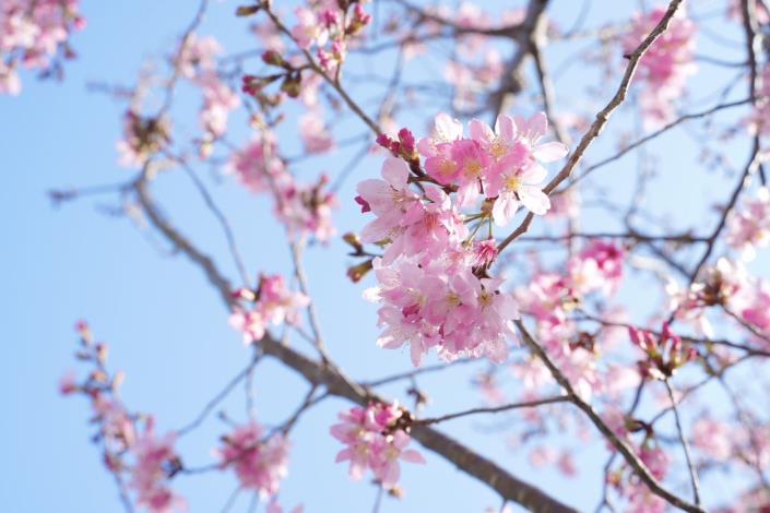 去年櫻花照(第五張，共七張)