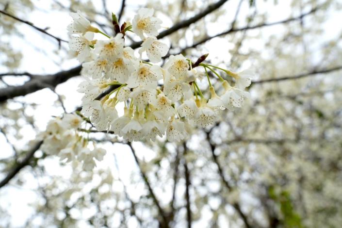 去年櫻花照(第六張，共七張)