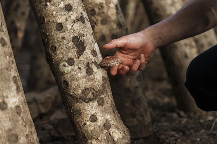 水蜜桃產季之外，部落青年也嘗試以段木香菇作為其他經濟收入來源。