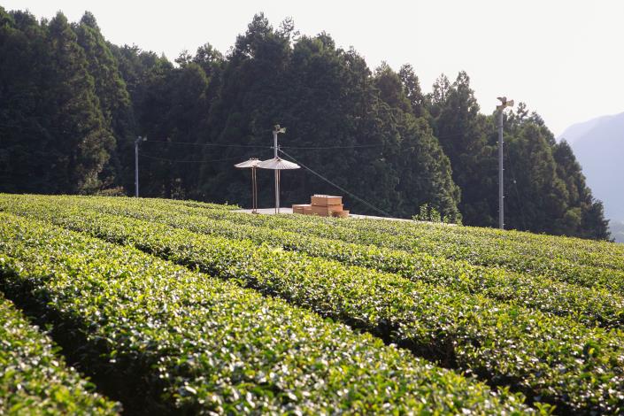 ：嬉野茶時茶園及茶天台