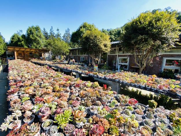 上千品種的多肉植物園「Koi Garden」