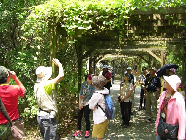 關渡自然公園(解說生態植物)