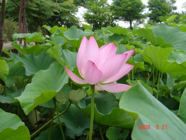 大賀蓮-最常見的蓮花，據傳是由日本大賀一郎博士自千年地層中挖出的種子培育而成，因此得名