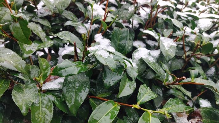 復興上巴陵降雪 智慧農業防災平台預警防寒害 (3)