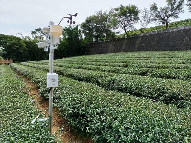 復興上巴陵降雪 智慧農業防災平台預警防寒害 (4)