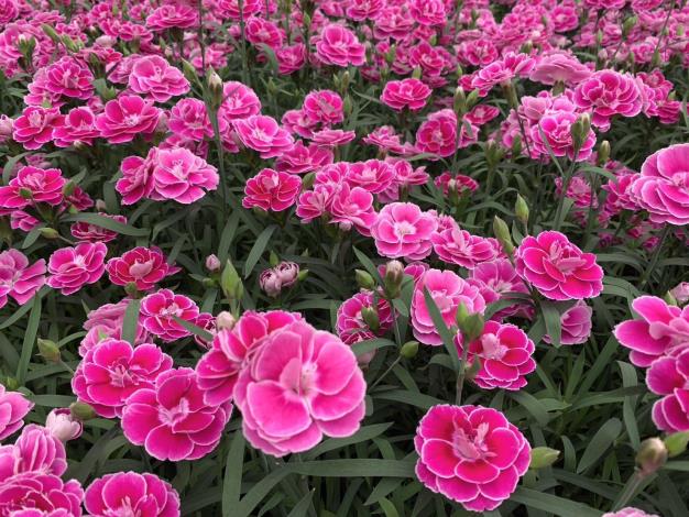 盆花康乃馨1_0