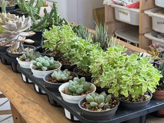 植感桃園夏令營