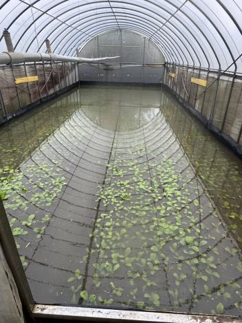 豪雨釀災水淹農作 桃市農業局勘災應變助農民