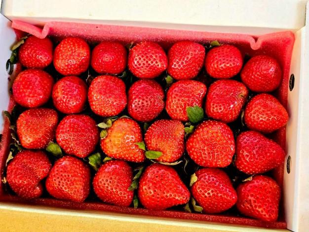 創新首辦！桃園草莓食農聖誕市集開幕  草莓農場地圖、草莓氣泡飲首亮相 (6)